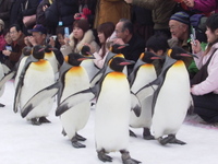 ペンギンの行進