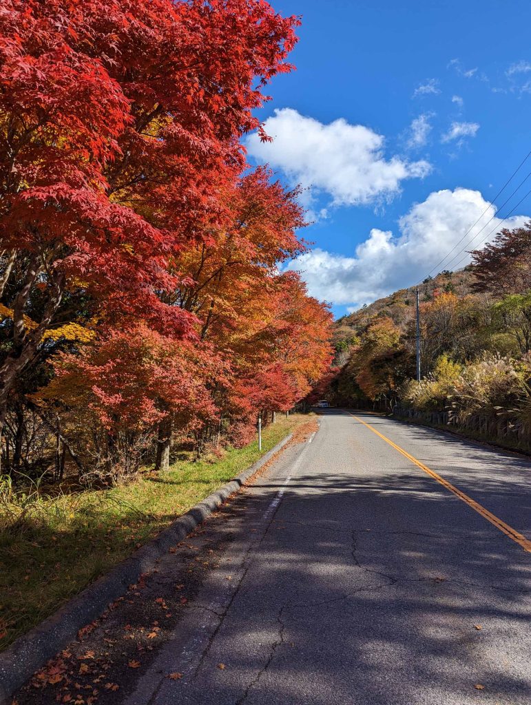 茶臼山高原道路の紅葉